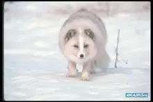 Число зверя