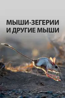 Мыши-зегерии и другие мыши