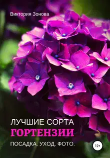 Гортензии. Лучшие сорта