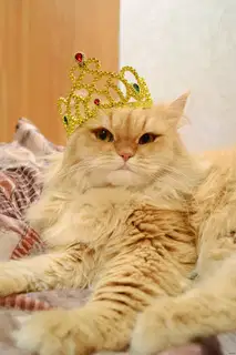 Необычные странности и странные необычности